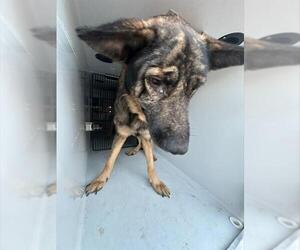 German Shepherd Dog Dogs for adoption in Houston, TX, USA