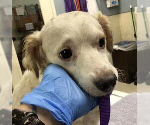 Mutt Dogs for adoption in Riverside, CA, USA
