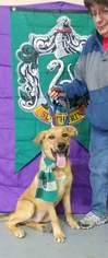 Golden Shepherd Dogs for adoption in Trenton, MO, USA