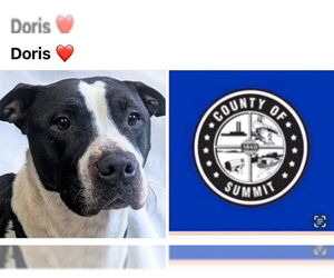 American Pit Bull Terrier Dogs for adoption in Akron, OH, USA