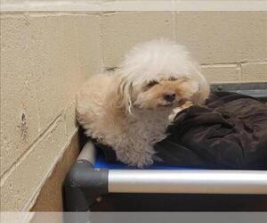 Bichon Frise Dogs for adoption in Martinez, CA, USA