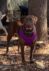 Labrador Retriever Dogs for adoption in Boerne, TX, USA