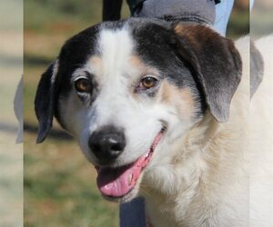 Beagle-Border Collie Mix Dogs for adoption in Lovingston, VA, USA