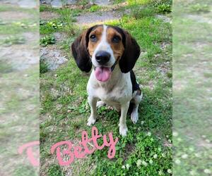 Beagle Dogs for adoption in Rutledge, TN, USA