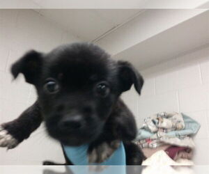 German Shepherd Dog-Unknown Mix Dogs for adoption in Oklahoma City, OK, USA
