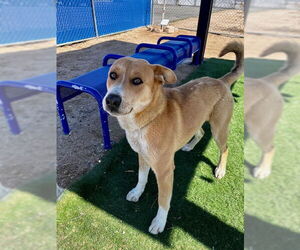 German Shepherd Dog-Unknown Mix Dogs for adoption in HESPERIA, CA, USA
