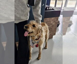 Poodle (Standard)-Unknown Mix Dogs for adoption in Temple, TX, USA