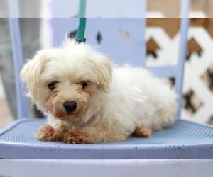 Maltese Dogs for adoption in Mankato, MN, USA