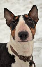 Bull Terrier Dogs for adoption in Anchorage, AK, USA