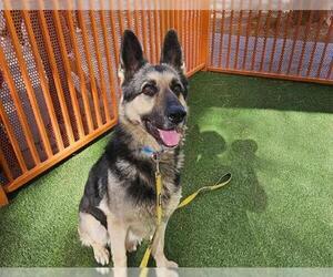 German Shepherd Dog-Unknown Mix Dogs for adoption in Las Vegas, NV, USA