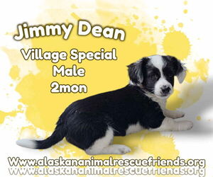Border Collie-Pembroke Welsh Corgi Mix Dogs for adoption in Anchorage, AK, USA