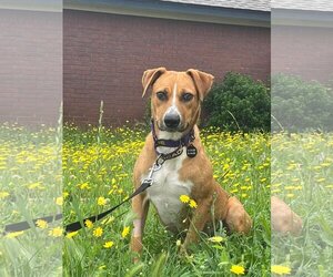 Mountain Cur-Unknown Mix Dogs for adoption in Austin, TX, USA