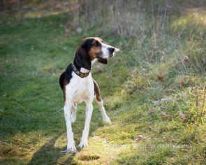 Treeing Walker Coonhound Dogs for adoption in Hopkinton, MA, USA