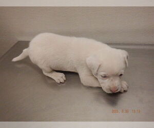 Australian Cattle Dog-Unknown Mix Dogs for adoption in Oroville, CA, USA