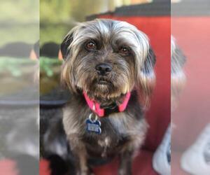 Shiffon Dogs for adoption in San Diego, CA, USA