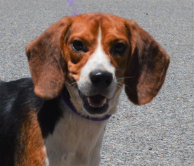 Beagle Dogs for adoption in Mukwonago, WI, USA