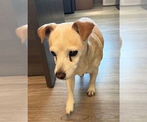 Chihuahua Dogs for adoption in Baytown, TX, USA