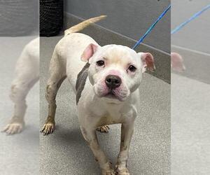 American Pit Bull Terrier-Unknown Mix Dogs for adoption in Las Vegas, NV, USA