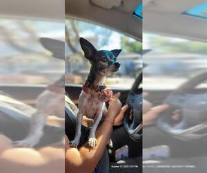 Chihuahua Dogs for adoption in San Antonio, TX, USA