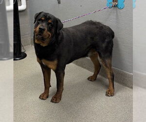 Rottweiler-Unknown Mix Dogs for adoption in Las Vegas, NV, USA