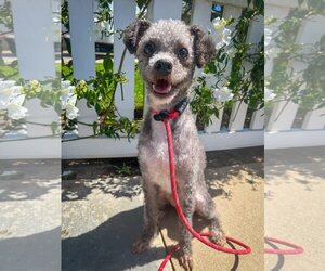 Mutt Dogs for adoption in Newport Beach, CA, USA