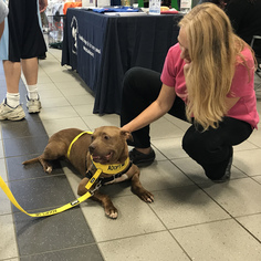 American Pit Bull Terrier Dogs for adoption in Millburn, NJ, USA