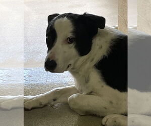 Mutt Dogs for adoption in Petaluma, CA, USA