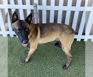 Mutt Dogs for adoption in Modesto, CA, USA