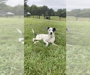 Dalmatian-Unknown Mix Dogs for adoption in Fort Wayne, IN, USA