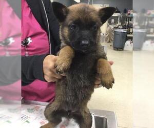 Mutt Dogs for adoption in Riverside, CA, USA