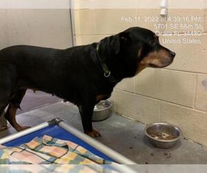 Rottweiler Dogs for adoption in Ocala, FL, USA