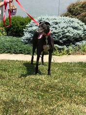 Greyhound Dogs for adoption in Independence, MO, USA