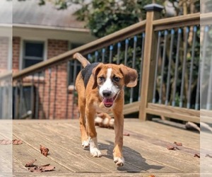 Beagle-Unknown Mix Dogs for adoption in Fultonham, NY, USA
