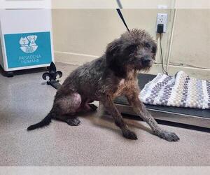 Poodle (Miniature)-Unknown Mix Dogs for adoption in Pasadena, CA, USA