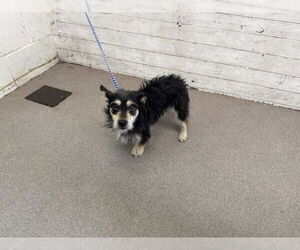 Chihuahua-Unknown Mix Dogs for adoption in San Bernardino, CA, USA