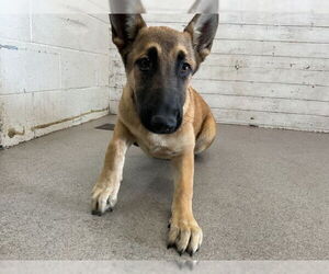 German Shepherd Dog-Unknown Mix Dogs for adoption in San Bernardino, CA, USA