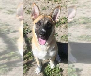 German Shepherd Dog-Unknown Mix Dogs for adoption in Sacramento, CA, USA