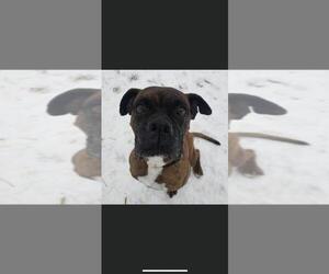 Boxer Dogs for adoption in Valparaiso, IN, USA