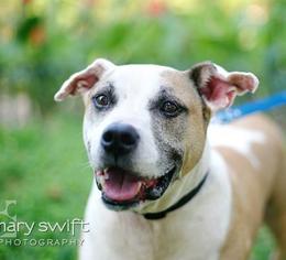 American Staffordshire Terrier-Unknown Mix Dogs for adoption in Baltimore, MD, USA