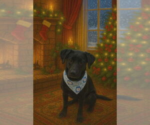 Labrador Retriever-Unknown Mix Dogs for adoption in Palatine/Kildeer/Buffalo grove, IL, USA