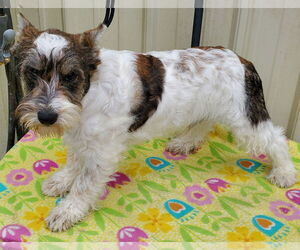 - Mix Dogs for adoption in Mountain View, MO, USA