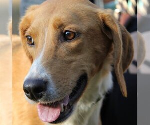 English Foxhound Dogs for adoption in Lovingston, VA, USA