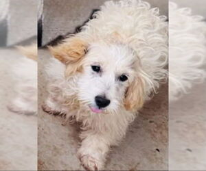 Shih Tzu-Unknown Mix Dogs for adoption in Grafton, WI, USA