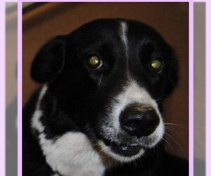 Border Collie-Unknown Mix Dogs for adoption in Austin, TX, USA