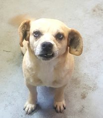 Puggle Dogs for adoption in Beckley, WV, USA