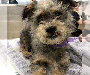 Mutt Dogs for adoption in Riverside, CA, USA