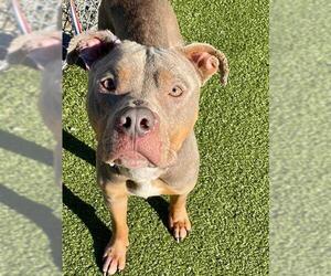 American Pit Bull Terrier Dogs for adoption in Fayetteville, NC, USA