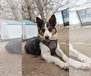 Border Collie-Unknown Mix Dogs for adoption in Denver , CO, USA