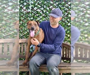 American Staffordshire Terrier Dogs for adoption in Santa Barbara, CA, USA