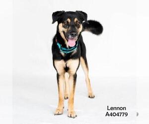 Shepradors Dogs for adoption in Conroe, TX, USA